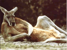 RichM5 Aandachtsfilter en aandachtsblindheid. Conclusies uit artikelen. Vuur is Oranje is gevaar.