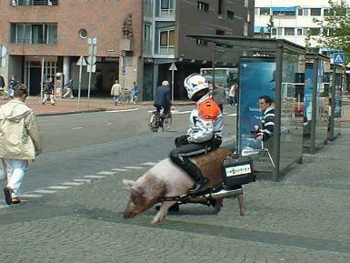 Varken zorgt voor file